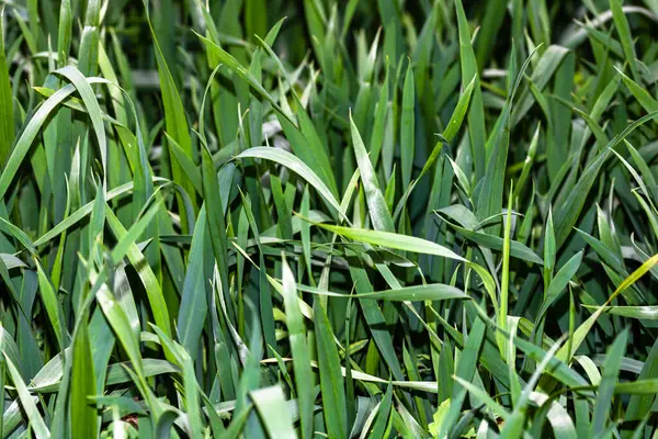 Detalle Del Campo Trigo Concepto Cultivo — Foto de Stock