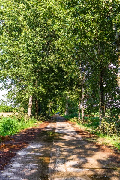 Vägen Genom Rad Träd Solig Dag Efter Regn — Stockfoto