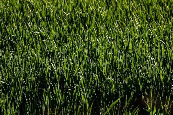 Деталь Пшеничного Поля Концепція Вирощування — стокове фото