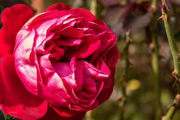 Bahçede izole edilmiş renkli bir gül. Kopya alanı var. Rose arka plan duvar kağıdını izole etti.