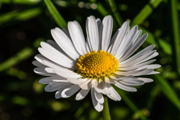 Bellis Perennis Blomma Daisy Blommar Våren — Stockfoto