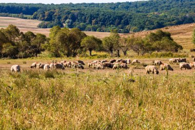 Güneşli bir günde bir sürü koyun kuru tarlada otlar..