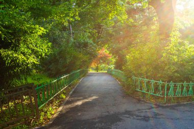 Romanya 'nın başkenti Bükreş' teki Cismigiu parkındaki boş sokak