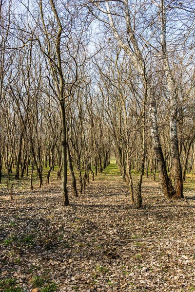 Ağaç gövdeleri sık bir ormanda, sıra sıra ağaçların arasında.