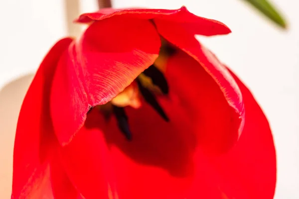 Macro Tiro Uma Tulipa Vermelha Isolada Tulipa Pistil Perto Detalhes — Fotografia de Stock