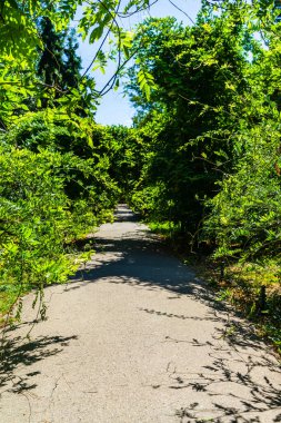Cismigiu Bahçesi manzarası, ağaçlık yolları olan halka açık bir park. Romanya 'nın Bükreş kentindeki Cismigiu Parkı, 2021