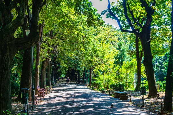 Vue Sur Jardin Cismigiu Parc Public Avec Des Sentiers Bordés — Photo