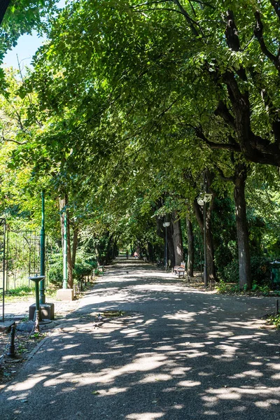 Parco Cismigiu Bucarest Romania 2021 Veduta Del Giardino Cismigiu Parco — Foto Stock