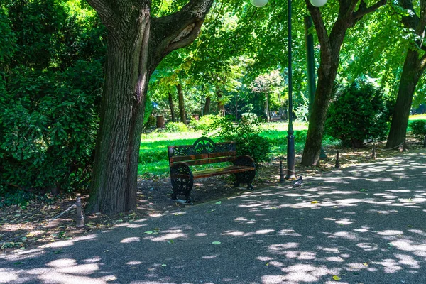 Cismigiuガーデン 並木道の公共公園のビュー ルーマニアのブカレストにあるCismiiu公園 2021 — ストック写真