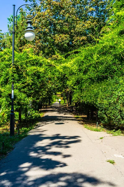 View Cismigiu Garden Public Park Tree Lined Paths Cismigiu Park — Stock Photo, Image