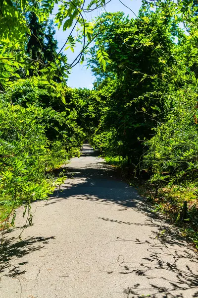Cismigiu Bahçesi manzarası, ağaçlık yolları olan halka açık bir park. Romanya 'nın Bükreş kentindeki Cismigiu Parkı, 2021