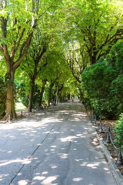 View Cismigiu Garden Public Park Tree Lined Paths Cismigiu Park — Stock Photo, Image