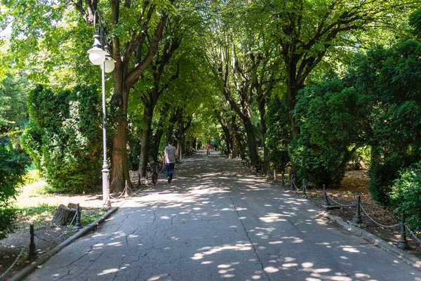 西米谷花园的景观 公园有树木林立的小径 2021年罗马尼亚布加勒斯特Cismigiu公园 — 图库照片
