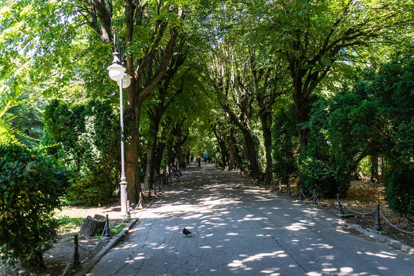 Kilátás Cismigiu Garden Nyilvános Park Fákkal Bélelt Ösvények Cismigiu Park — Stock Fotó
