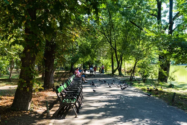 Вид Сад Чишмиджиу Общественный Парк Выложенными Деревьями Тропинками Парк Чисмиджиу — стоковое фото