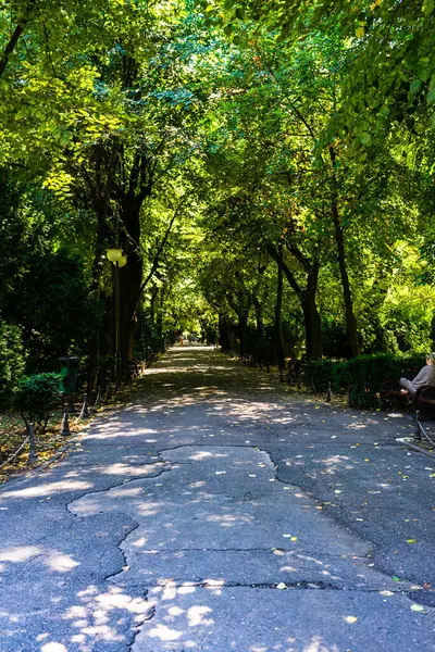 Vue Sur Jardin Cismigiu Parc Public Avec Des Sentiers Bordés — Photo