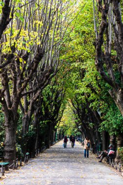 Romanya 'nın başkenti Bükreş' teki Cismigiu parkındaki boş sokak