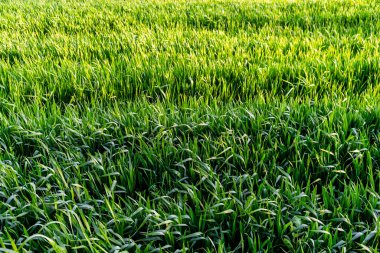 Buğday tarlası ve tarım kavramının ayrıntıları
