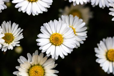 Bellis perennis çiçeği. Papatya baharda açar