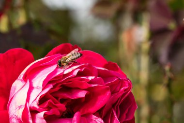 Bahçede izole edilmiş renkli gül yapraklarının üzerinde kopya alanı olan bir arı. Rose arka plan duvar kağıdını izole etti.
