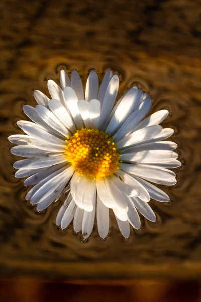 Makroaufnahme Eines Weißen Gänseblümchens Bellis Perennis Isoliert Auf Dem Wasser — Stockfoto