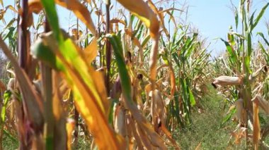 Tarım, mısır tarlası, ekili tarlalarda sıra sıra büyüyen mısır bitkileri. Çiftçilik kavramı. Olgun mısır. Mısır hasadı.
