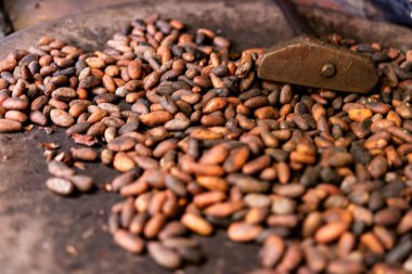 Local roasted cacao beans in El Salvador, Central America. Raw, peeled, and crushed cacao beans being roasted traditionally in El Salvador
