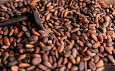Local roasted cacao beans in El Salvador, Central America. Raw, peeled, and crushed cacao beans being roasted traditionally in El Salvador