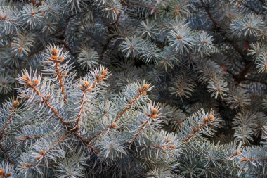 Parktaki yeşil Noel ağacı. Çam ağacı veya kozalak yapraklarının ayrıntıları