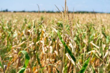 Mısır tarlası. Sonbaharda fırın ve un üretimi için tahıl gevreği