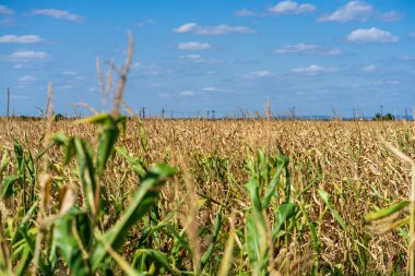 Mısır tarlası. Sonbaharda fırın ve un üretimi için tahıl gevreği