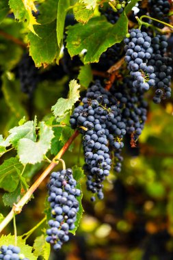 Sarmaşıkta olgun üzümler. Gün batımında üzüm bağında asılmış mor üzümler hasat için hazır.