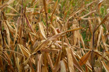 Mısır tarlası. Sonbaharda fırın ve un üretimi için tahıl gevreği
