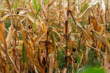 Mısır tarlası. Sonbaharda fırın ve un üretimi için tahıl gevreği