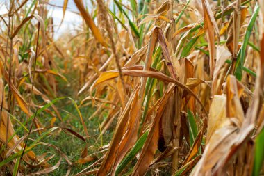 Mısır tarlası. Sonbaharda fırın ve un üretimi için tahıl gevreği