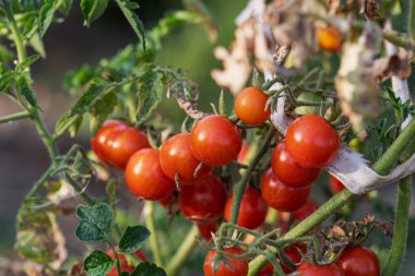 Bir serada sarmaşıktan sarkan olgun domates. Gün batımında domateslerin sağlıklı büyümesi