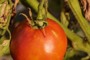 Bir serada sarmaşıktan sarkan olgun domates. Gün batımında domateslerin sağlıklı büyümesi