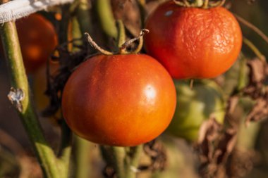 Bir serada sarmaşıktan sarkan olgun domates. Gün batımında domateslerin sağlıklı büyümesi