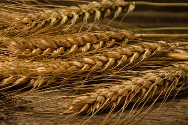 Buğday detayı. Fırın için mısır gevreği, un üretimi