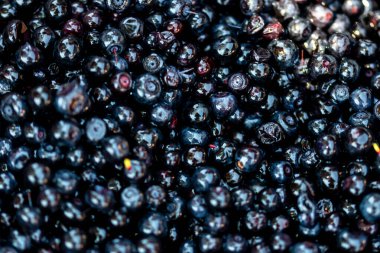 Taze yabanmersini. Taze toplanmış organik yaban mersini.