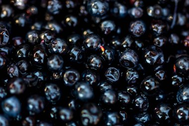 Taze yabanmersini. Taze toplanmış organik yaban mersini.