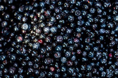 Taze yabanmersini. Taze toplanmış organik yaban mersini.