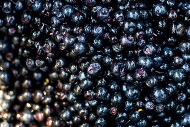 Taze yabanmersini. Taze toplanmış organik yaban mersini.