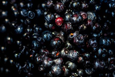 Taze yabanmersini. Taze toplanmış organik yaban mersini.