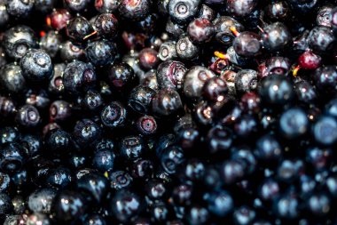 Taze yabanmersini. Taze toplanmış organik yaban mersini.