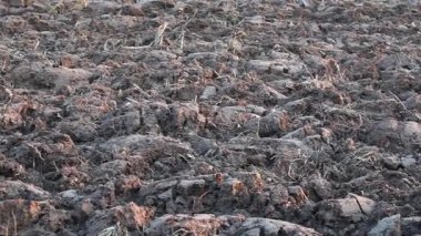 Üretilebilir tarım arazilerine bahar ekimi için hazırlanmış verimli toprak.