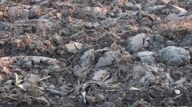 Üretilebilir tarım arazilerine bahar ekimi için hazırlanmış verimli toprak.