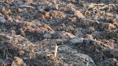 Üretilebilir tarım arazilerine bahar ekimi için hazırlanmış verimli toprak.