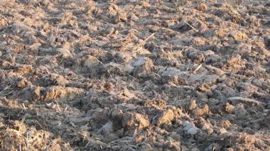 Üretilebilir tarım arazilerine bahar ekimi için hazırlanmış verimli toprak.