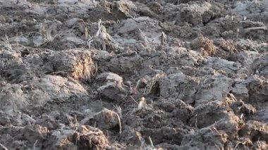 Üretilebilir tarım arazilerine bahar ekimi için hazırlanmış verimli toprak.